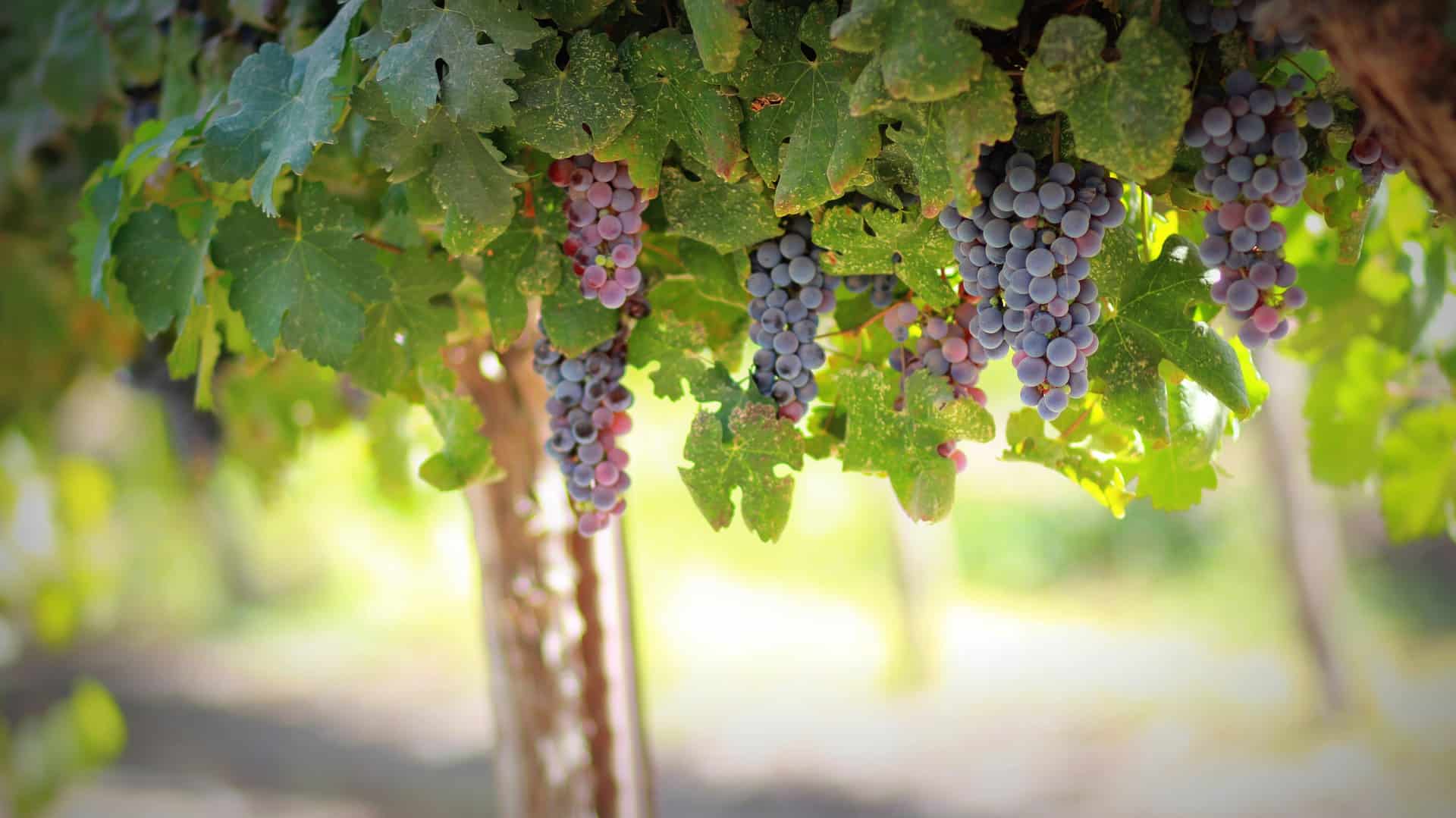 Gleichnis von den Arbeitern im Weinberg Logos